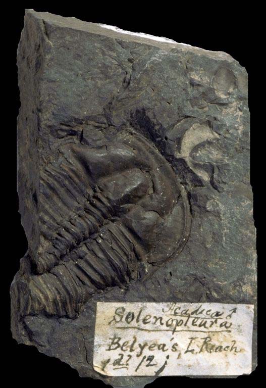 Colour image of fossilized animal with hard shell stripes