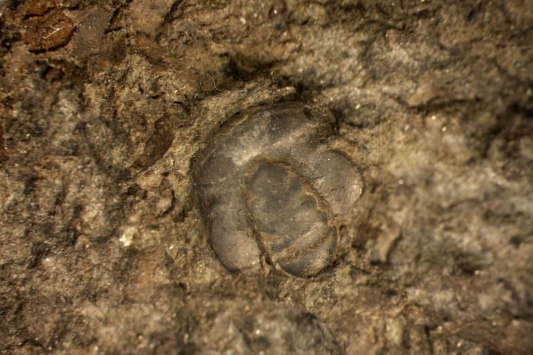 Colour image of fossilized animal with hard shell stripes