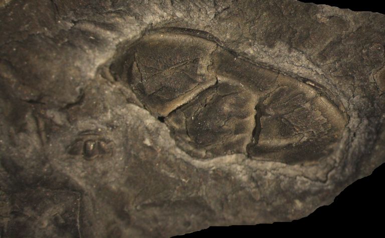 Colour image of black rock with three fossilized bumps