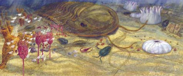 Image couleur de plantes, de coquillages et d’animaux marins