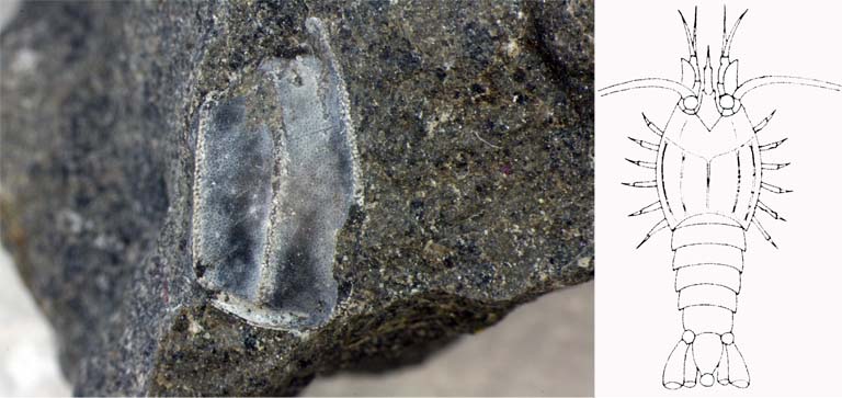 Double image couleur : roche grise tachetée avec section fossilisée de crevette et dessin de l’animal