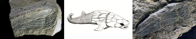 Triple image couleur : roches grises avec queues de poisson fossilisées et, au centre, dessin de poisson