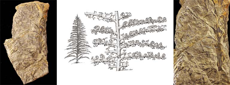 Triple image couleur : roches brunes avec fossiles de plante brun foncé ressemblant à un arbre et, au centre, dessin de plante
