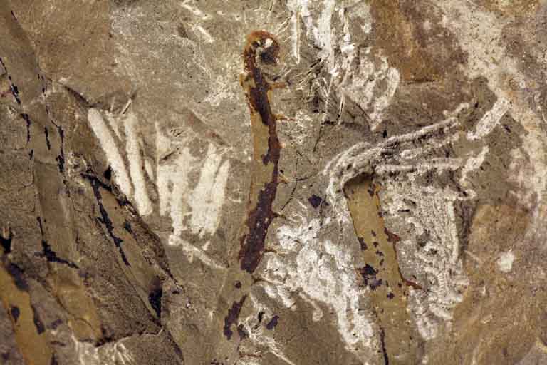 Image couleur de roche brune avec bandes verticales brun foncé et brun pâle 