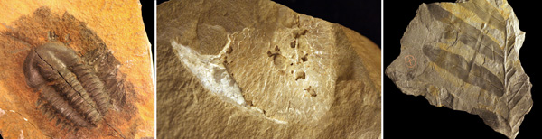 Triple image couleur : trilobite, fossile de poisson et fossile de plante