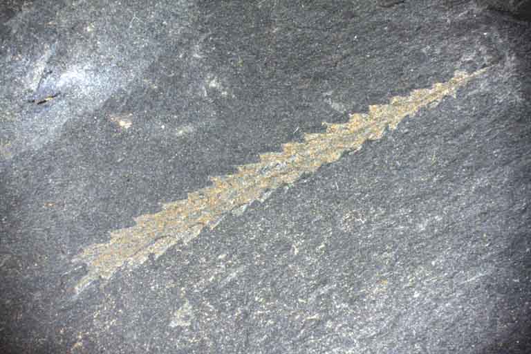 Colour image of dark gray rock with diagonal, green, branch-like fossil