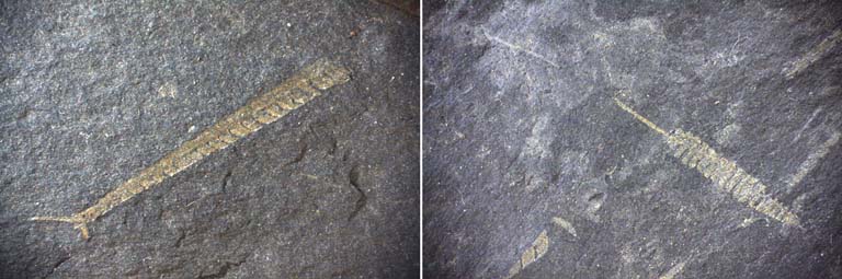 Double colour image of gray rock with diagonal, green, branch-like fossils