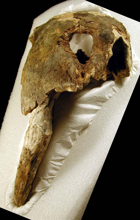 Colour photograph of brown bones from a walrus head