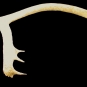 Colour image of a white bone antler