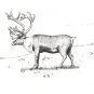 Black and white sketch of a four legged animal antlers