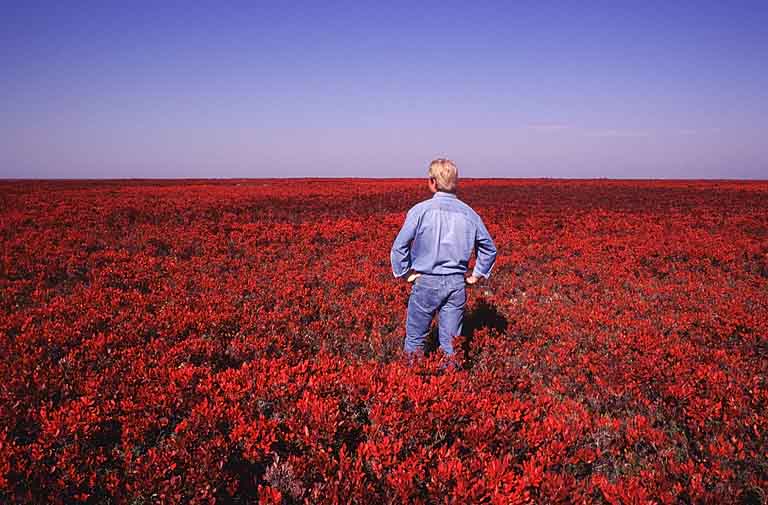 Colour photograph of a man in blue clothes standing in a field of red plants