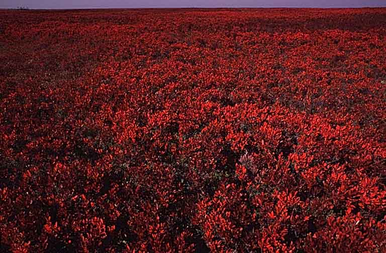 Colour photograph of a field of red plants