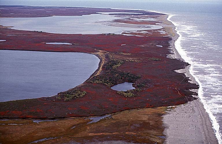 Colour photograph of a beach on the ocean with orange and red plants