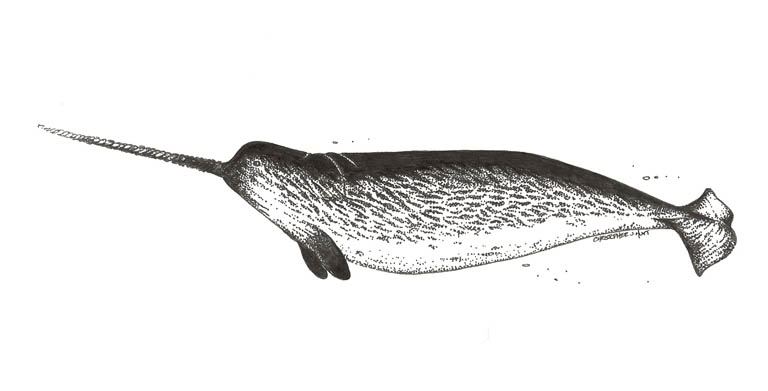 Black and white sketch of animal with long straight front tusk