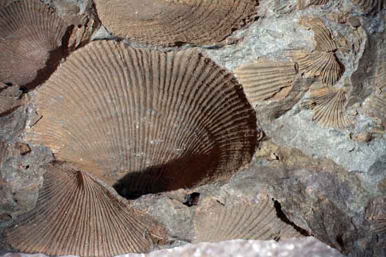 Colour image of rock with brown fossilized shell