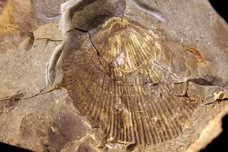 Image couleur de roche avec coquillage fossilisé de couleur brune et jaune