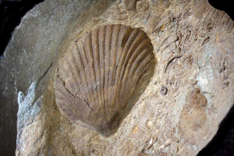Image couleur de roche avec coquillage fossilisé de couleur brune, gris et blanc