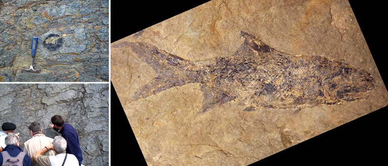 Double colour image of gray rocks with round fossils, people examining gray rock face and a brown fish fossil
