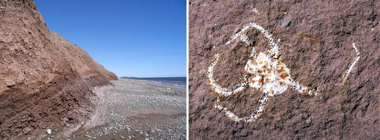 Double image couleur : plage rocailleuse rouge et fossile d’insecte blanc dans une roche rouge